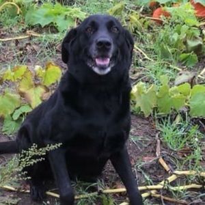 Meet your Posher, Shannon